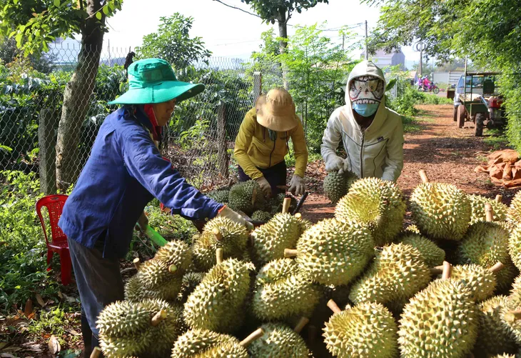 Lô sầu riêng đầu tiên xuất chính ngạch sang Trung Quốc - Ảnh 1. Lô sầu riêng đầu tiên xuất chính ngạch sang Trung Quốc - Ảnh 1.
