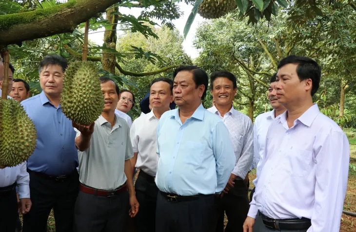 Chính thức xuất khẩu lô sầu riêng chính ngạch sang Trung Quốc - Ảnh 1. Chính thức xuất khẩu lô sầu riêng chính ngạch sang Trung Quốc - Ảnh 1.