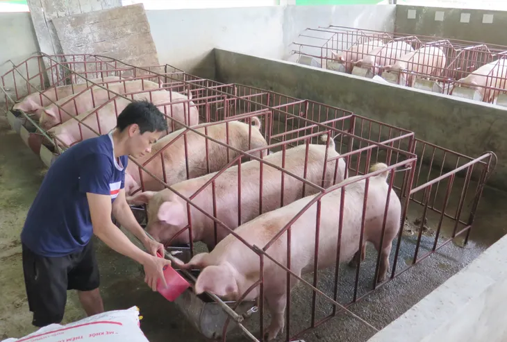 Giá lợn hơi đang ở dưới mức giá thành - Ảnh 1.
