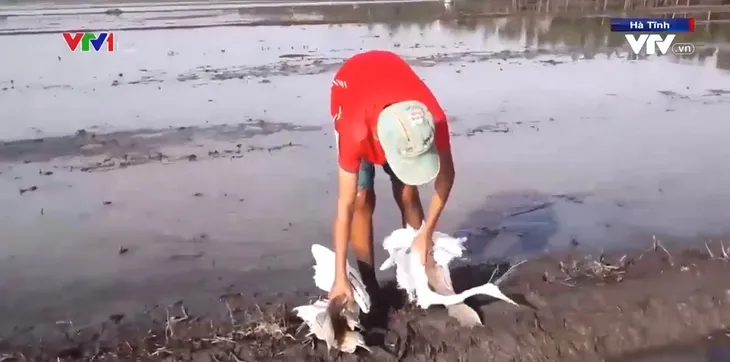 Đau lòng khi chim di cư vào mùa tận diệt - Ảnh 1. Đau lòng khi chim di cư vào mùa tận diệt - Ảnh 1.