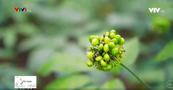 Quốc bảo trên rẻo cao Tây Bắc - Ảnh 2.