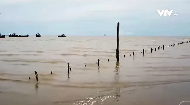 Xử lý nghiêm việc nuôi ngao trái phép ở Hải Phòng - Ảnh 1. Xử lý nghiêm việc nuôi ngao trái phép ở Hải Phòng - Ảnh 1.