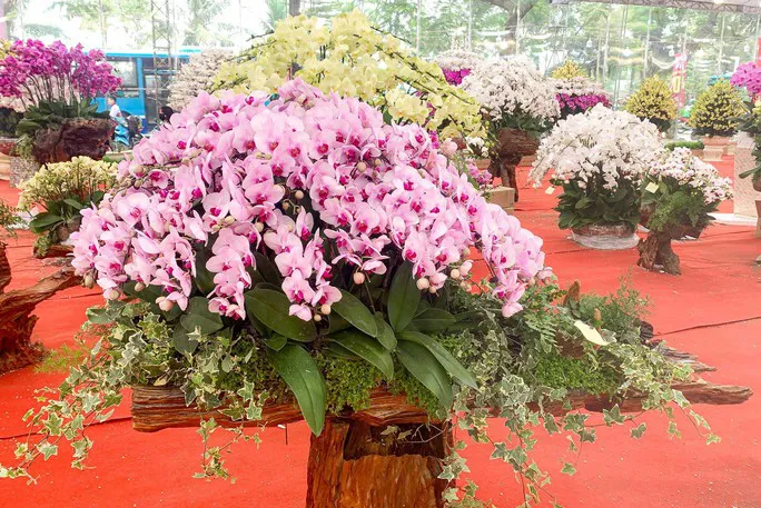 Choáng ngợp chậu lan hồ điệp khổng lồ gần 1,7 tỷ đồng ở Hà Nội - Ảnh 13. Choáng ngợp chậu lan hồ điệp khổng lồ gần 1,7 tỷ đồng ở Hà Nội - Ảnh 13.