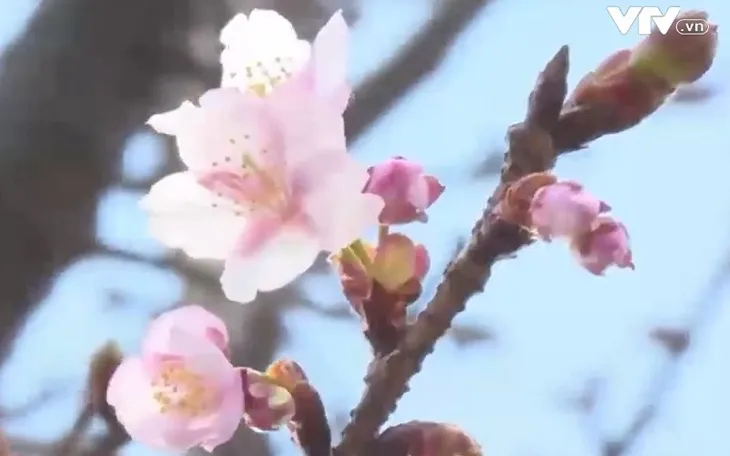 Chiêm ngưỡng hoa anh đào nở sớm ở Nhật Bản - Ảnh 1. Chiêm ngưỡng hoa anh đào nở sớm ở Nhật Bản - Ảnh 1.