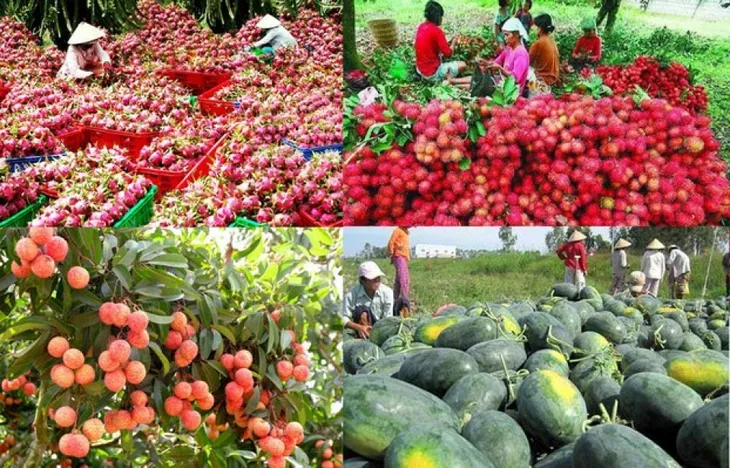 Trung Quốc - Thị trường lớn nhất của nông sản Việt Nam - Ảnh 1. Trung Quốc - Thị trường lớn nhất của nông sản Việt Nam - Ảnh 1.