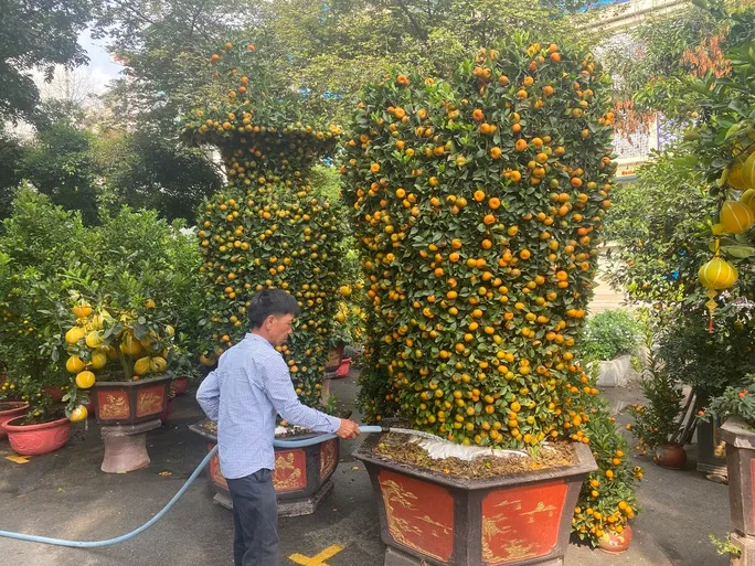 Nhiều hoa, kiểng Tết “độc, lạ”, giá hơn trăm triệu đồng - Ảnh 2. Nhiều hoa, kiểng Tết “độc, lạ”, giá hơn trăm triệu đồng - Ảnh 2.