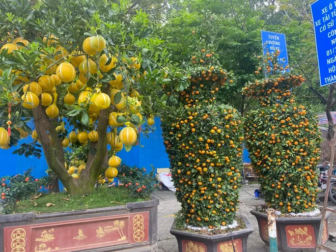 Nhiều hoa, kiểng Tết “độc, lạ”, giá hơn trăm triệu đồng - Ảnh 1. Nhiều hoa, kiểng Tết “độc, lạ”, giá hơn trăm triệu đồng - Ảnh 1.