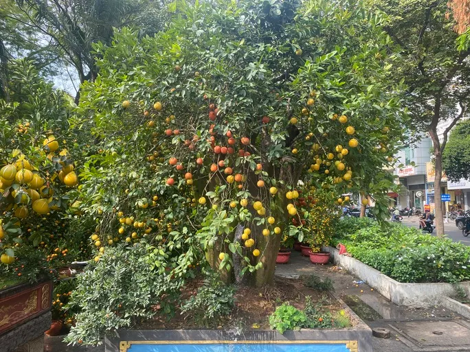 Nhiều hoa, kiểng Tết “độc, lạ”, giá hơn trăm triệu đồng - Ảnh 3. Nhiều hoa, kiểng Tết “độc, lạ”, giá hơn trăm triệu đồng - Ảnh 3.