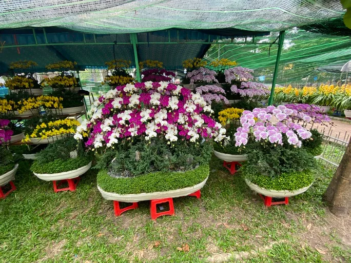 Nhiều hoa, kiểng Tết “độc, lạ”, giá hơn trăm triệu đồng - Ảnh 4. Nhiều hoa, kiểng Tết “độc, lạ”, giá hơn trăm triệu đồng - Ảnh 4.
