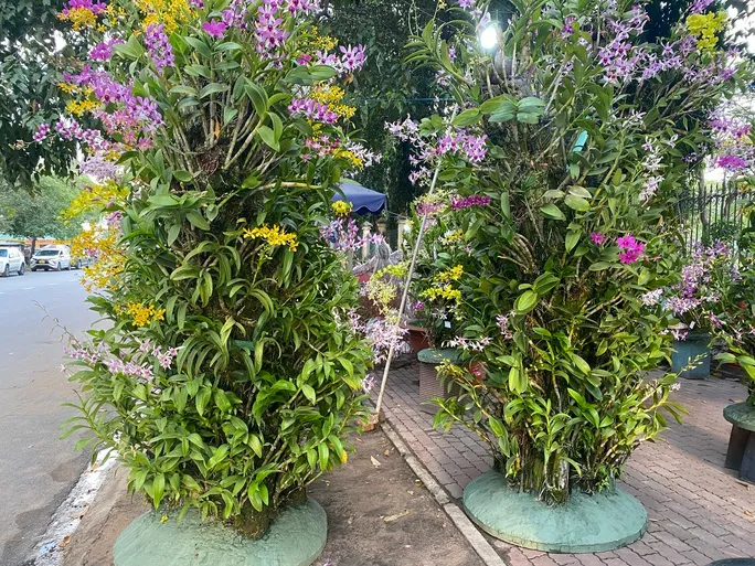 Nhiều hoa, kiểng Tết “độc, lạ”, giá hơn trăm triệu đồng - Ảnh 5. Nhiều hoa, kiểng Tết “độc, lạ”, giá hơn trăm triệu đồng - Ảnh 5.