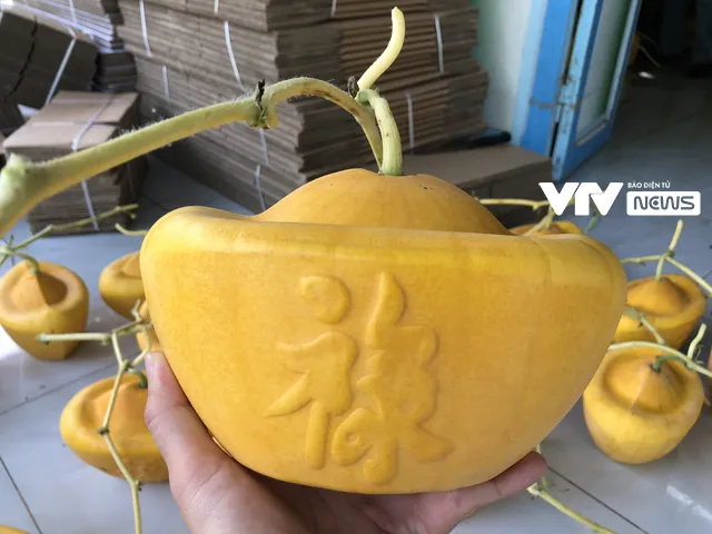 Tạo hình dưa hấu thành thỏi vàng, nông dân thu bạc triệu vụ Tết - Ảnh 3. Tạo hình dưa hấu thành thỏi vàng, nông dân thu bạc triệu vụ Tết - Ảnh 3.