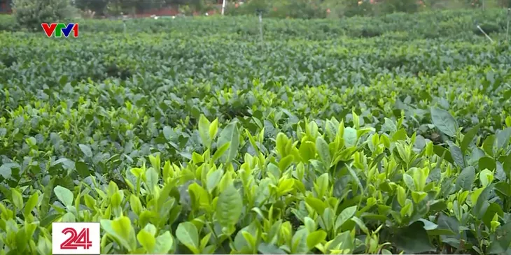 Không khí lao động sản xuất ngày giáp Tết trên đất chè Tân Cương - Ảnh 1. Không khí lao động sản xuất ngày giáp Tết trên đất chè Tân Cương - Ảnh 1.