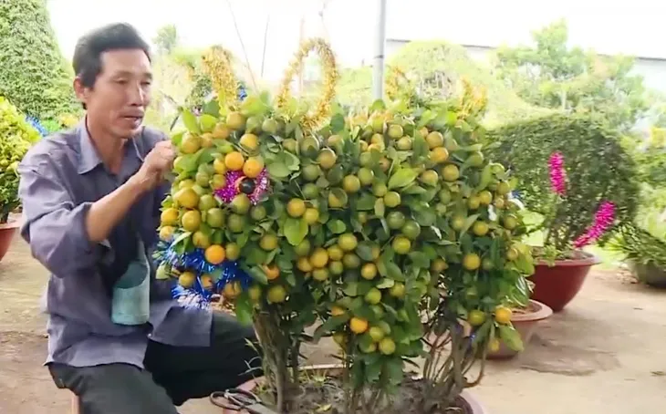 Độc, lạ quất cảnh tạo hình mèo - Ảnh 1. Độc, lạ quất cảnh tạo hình mèo - Ảnh 1.