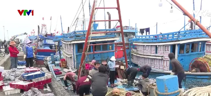 Ngư dân phấn khởi chuyến biển cuối năm được mùa, được giá - Ảnh 1. Ngư dân phấn khởi chuyến biển cuối năm được mùa, được giá - Ảnh 1.