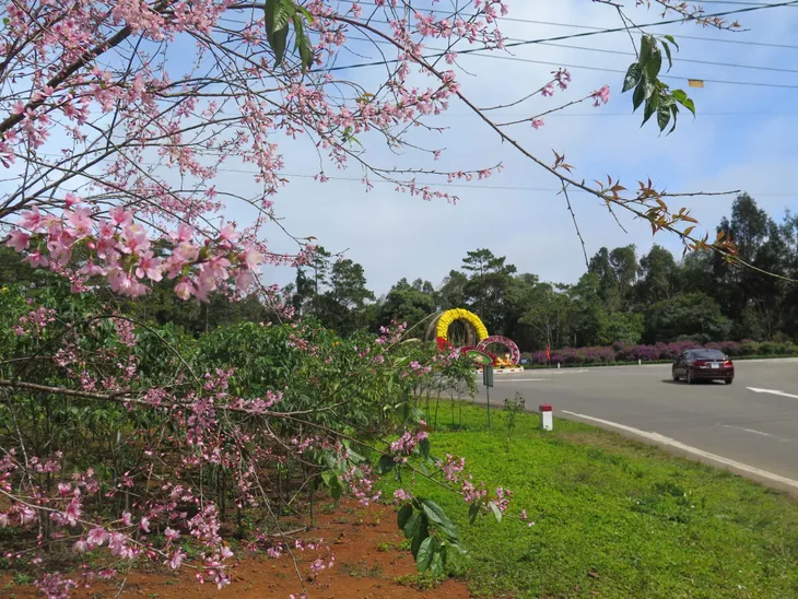 Hoa mai anh đào ở Tây Nguyên nở rộ dịp Tết - Ảnh 8. Hoa mai anh đào ở Tây Nguyên nở rộ dịp Tết - Ảnh 8.