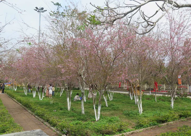 Hoa mai anh đào ở Tây Nguyên nở rộ dịp Tết - Ảnh 10. Hoa mai anh đào ở Tây Nguyên nở rộ dịp Tết - Ảnh 10.