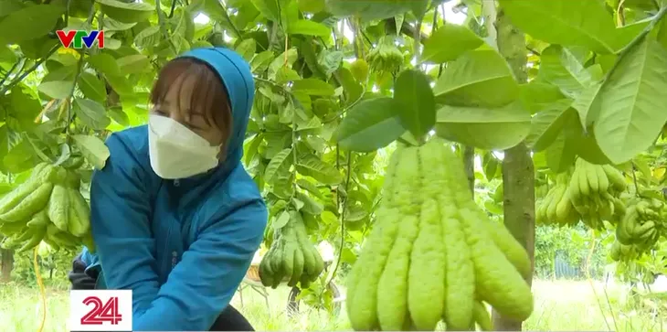 Vựa phật thủ lớn nhất miền Bắc tất bật những ngày cận Tết - Ảnh 1. Vựa phật thủ lớn nhất miền Bắc tất bật những ngày cận Tết - Ảnh 1.