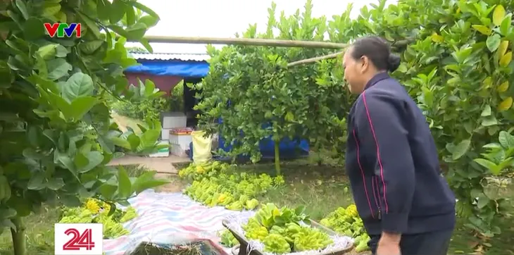 Vựa phật thủ lớn nhất miền Bắc tất bật những ngày cận Tết - Ảnh 4. Vựa phật thủ lớn nhất miền Bắc tất bật những ngày cận Tết - Ảnh 4.