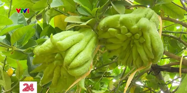 Vựa phật thủ lớn nhất miền Bắc tất bật những ngày cận Tết - Ảnh 6. Vựa phật thủ lớn nhất miền Bắc tất bật những ngày cận Tết - Ảnh 6.