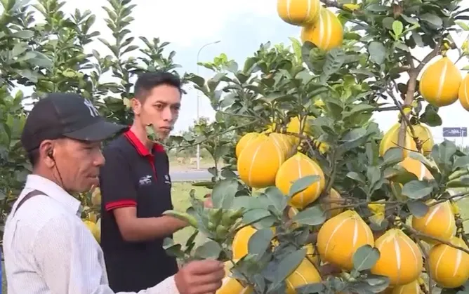 Hoa, kiểng ra chợ Tết - Ảnh 1. Hoa, kiểng ra chợ Tết - Ảnh 1.