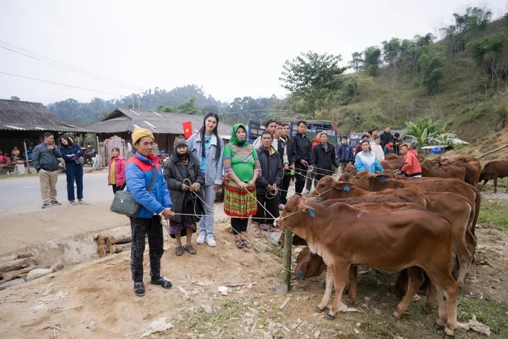 Á hậu Phương Nhi tặng bò cho nông dân nghèo quê nhà - Ảnh 1. Á hậu Phương Nhi tặng bò cho nông dân nghèo quê nhà - Ảnh 1.