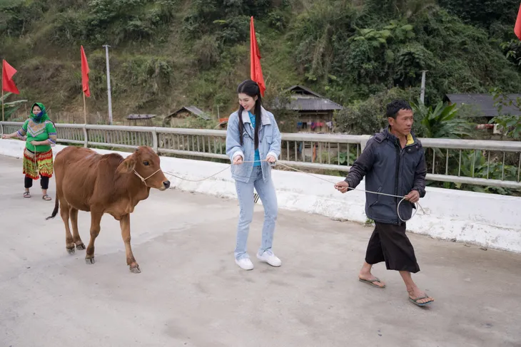 Á hậu Phương Nhi tặng bò cho nông dân nghèo quê nhà - Ảnh 2. Á hậu Phương Nhi tặng bò cho nông dân nghèo quê nhà - Ảnh 2.
