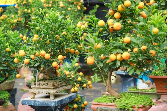 Độc đáo quất bonsai chào Tết Quý Mão 2023 - Ảnh 2. Độc đáo quất bonsai chào Tết Quý Mão 2023 - Ảnh 2.