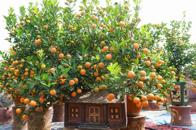 Độc đáo quất bonsai chào Tết Quý Mão 2023 - Ảnh 4. Độc đáo quất bonsai chào Tết Quý Mão 2023 - Ảnh 4.