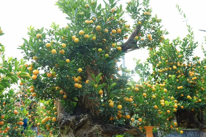 Độc đáo quất bonsai chào Tết Quý Mão 2023 - Ảnh 8. Độc đáo quất bonsai chào Tết Quý Mão 2023 - Ảnh 8.