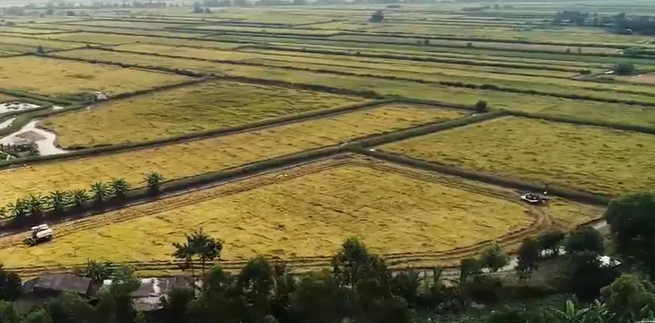 Tăng liên kết trong xuất khẩu gạo - Ảnh 2. Tăng liên kết trong xuất khẩu gạo - Ảnh 2.