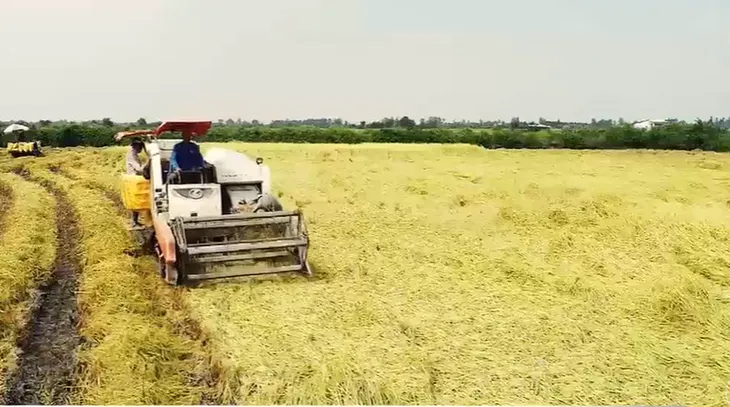 Tăng liên kết trong xuất khẩu gạo - Ảnh 1. Tăng liên kết trong xuất khẩu gạo - Ảnh 1.