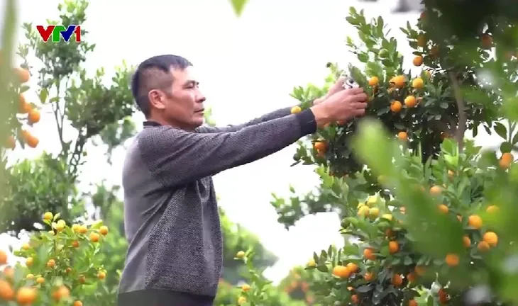 Làng quất cảnh lớn nhất Hà Nội tất bật vụ Tết - Ảnh 1. Làng quất cảnh lớn nhất Hà Nội tất bật vụ Tết - Ảnh 1.