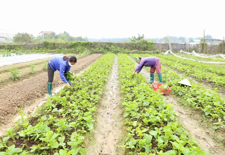 Giá khoai tây tăng gấp rưỡi sau khi đăng ký thương hiệu - Ảnh 1. Giá khoai tây tăng gấp rưỡi sau khi đăng ký thương hiệu - Ảnh 1.