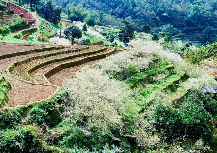 Mùa hoa mận trên cao nguyên đá Hà Giang - Ảnh 9. Mùa hoa mận trên cao nguyên đá Hà Giang - Ảnh 9.