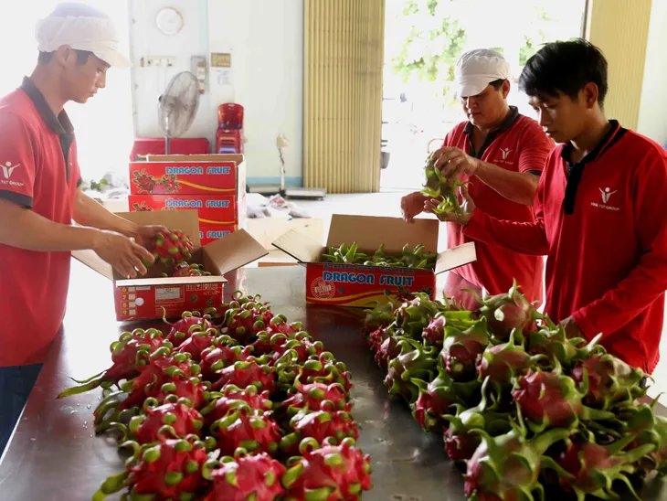 Giá thanh long tăng vọt sau khi Trung Quốc mở cửa - Ảnh 1. Giá thanh long tăng vọt sau khi Trung Quốc mở cửa - Ảnh 1.