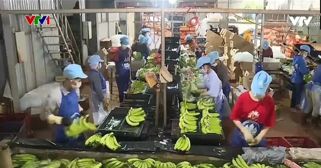 Xuất khẩu sang Trung Quốc sôi động - Ảnh 2. Xuất khẩu sang Trung Quốc sôi động - Ảnh 2.