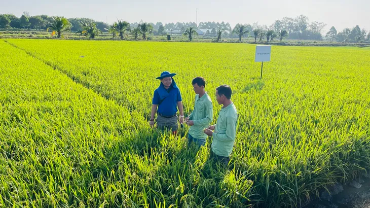Incipio 200SC - Giải pháp đột phá công phá tính kháng của sâu hại - Ảnh 3. Incipio 200SC - Giải pháp đột phá công phá tính kháng của sâu hại - Ảnh 3.