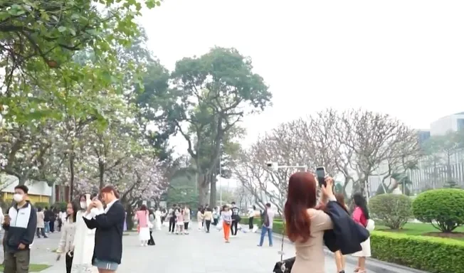 Hoa ban khoe sắc trên phố phường Hà Nội - Ảnh 2. Hoa ban khoe sắc trên phố phường Hà Nội - Ảnh 2.
