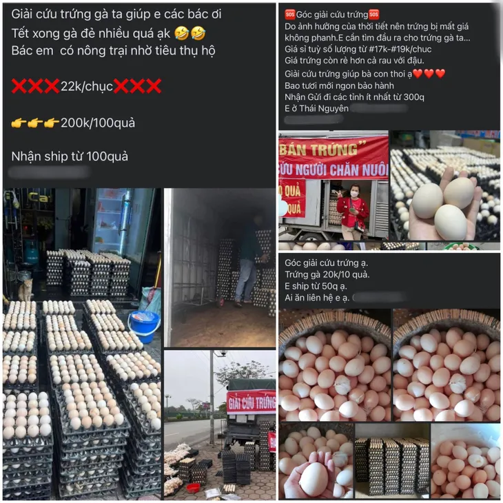 Thực hư trứng gà “giải cứu” 65.000 đồng/30 quả? - Ảnh 5. Thực hư trứng gà “giải cứu” 65.000 đồng/30 quả? - Ảnh 5.