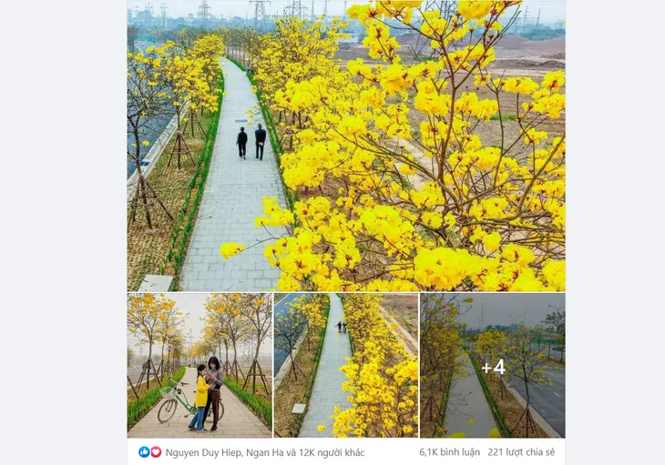Rực rỡ sắc vàng đường hoa phong linh tại Hà Nội - Ảnh 10. Rực rỡ sắc vàng đường hoa phong linh tại Hà Nội - Ảnh 10.