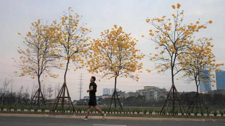 Rực rỡ sắc vàng đường hoa phong linh tại Hà Nội - Ảnh 3. Rực rỡ sắc vàng đường hoa phong linh tại Hà Nội - Ảnh 3.