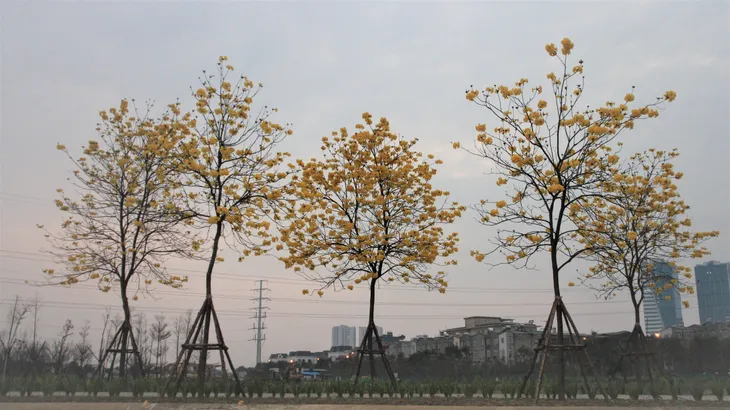 Rực rỡ sắc vàng đường hoa phong linh tại Hà Nội - Ảnh 5. Rực rỡ sắc vàng đường hoa phong linh tại Hà Nội - Ảnh 5.