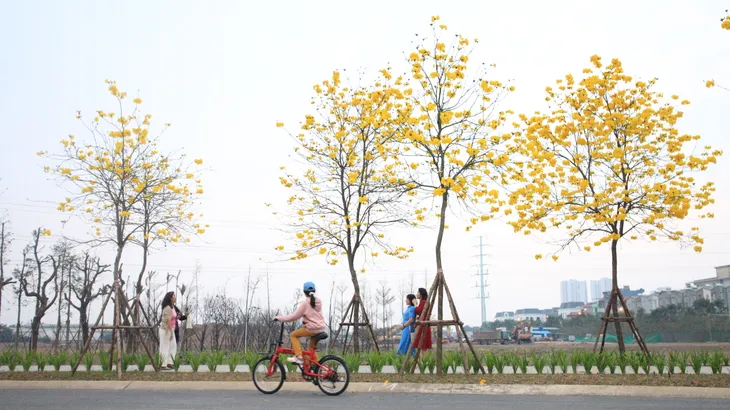 Rực rỡ sắc vàng đường hoa phong linh tại Hà Nội - Ảnh 6. Rực rỡ sắc vàng đường hoa phong linh tại Hà Nội - Ảnh 6.