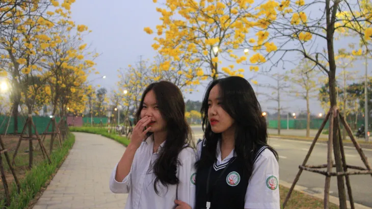 Rực rỡ sắc vàng đường hoa phong linh tại Hà Nội - Ảnh 7. Rực rỡ sắc vàng đường hoa phong linh tại Hà Nội - Ảnh 7.