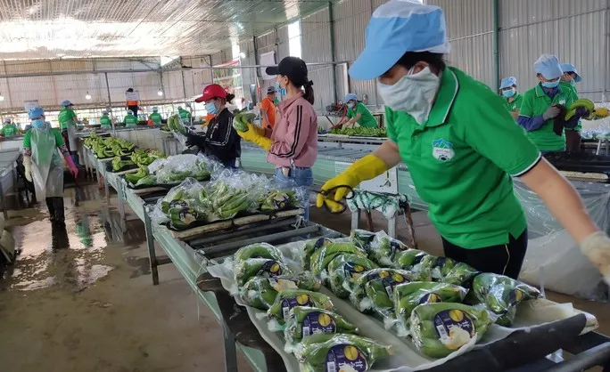 Linh hoạt các giải pháp thúc đẩy xuất khẩu hàng hóa vào Trung Quốc - Ảnh 1. Linh hoạt các giải pháp thúc đẩy xuất khẩu hàng hóa vào Trung Quốc - Ảnh 1.
