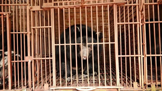 Cứu hộ 5 cá thể gấu ngựa sau hơn 20 năm bị nuôi nhốt ở Hà Nội - Ảnh 1. Cứu hộ 5 cá thể gấu ngựa sau hơn 20 năm bị nuôi nhốt ở Hà Nội - Ảnh 1.