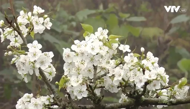 Mùa hoa lê thơ mộng ở Tuyên Quang - Ảnh 6.