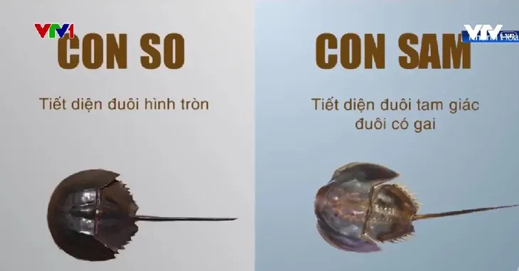 3 người ngộ độc nghi ăn nhầm so biển - Ảnh 1. 3 người ngộ độc nghi ăn nhầm so biển - Ảnh 1.