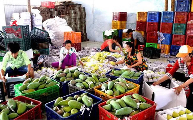 Xuất khẩu rau quả - Điểm sáng của nông nghiệp Việt Nam - Ảnh 1. Xuất khẩu rau quả - Điểm sáng của nông nghiệp Việt Nam - Ảnh 1.