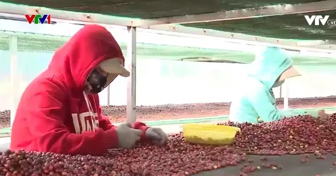 Gỡ nút thắt trong phát triển cà phê đặc sản - Ảnh 1. Gỡ nút thắt trong phát triển cà phê đặc sản - Ảnh 1.
